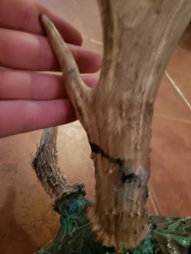 Whitetail Deer Antler Taxidermy European Mount 7 Point Palmated Freak Painted