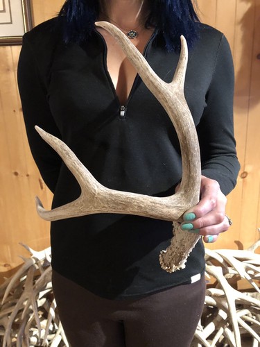 WYOMING Shed 4 PT Brown Mule Deer Antler Horn Bone Handle Rustic Craft Decor
