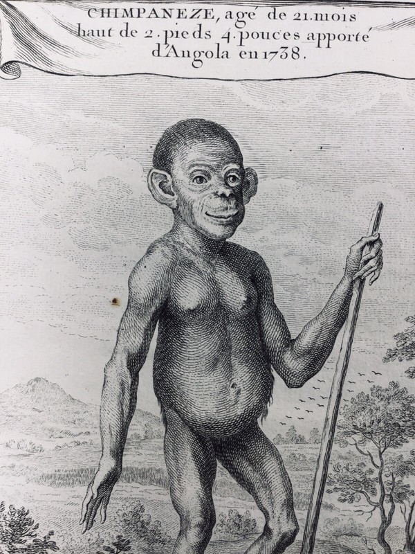ChimpanzÃ© En 1738 Singe DâAngola G De La Brosse Primatologie Rare Gravure Africa