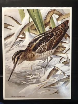 POSTCARD UNPOSTED DUCKS & WATER BIRDS- SNIPE