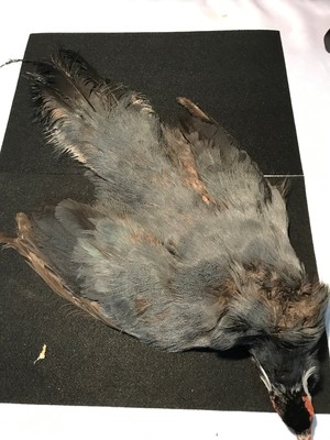 Sporting Goods Taxidermy Beautiful Ringneck Pheasant Skin Log
