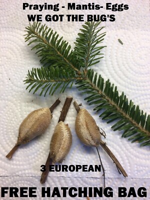 3 Fresh Picked Praying Mantis Egg Cases + FREE HATCHING BAG Hatch 2025 Season