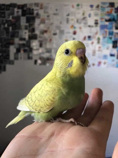 tame budgies for sale
