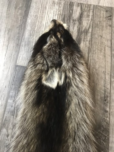 Soft Tanned Raccoon Pelt. XXXXL Prime. Cabin. Home Decor.