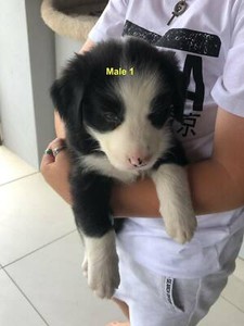 Pure Bred Border Collie Pups Dogs Puppies Gumtree Australia