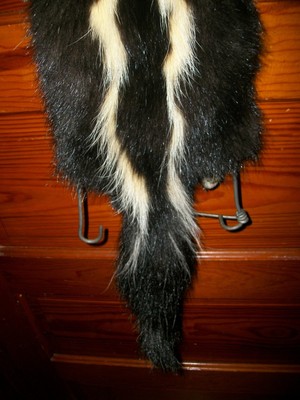 BEAUTIFUL tanned SKUNK 4 FEET CLAWS FUR PELT TAXIDERMY mount NO SMELL S13 cabin