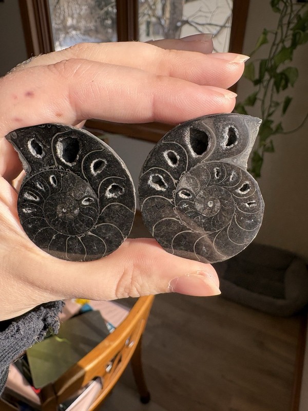 Black Ammonite Fossil Pair