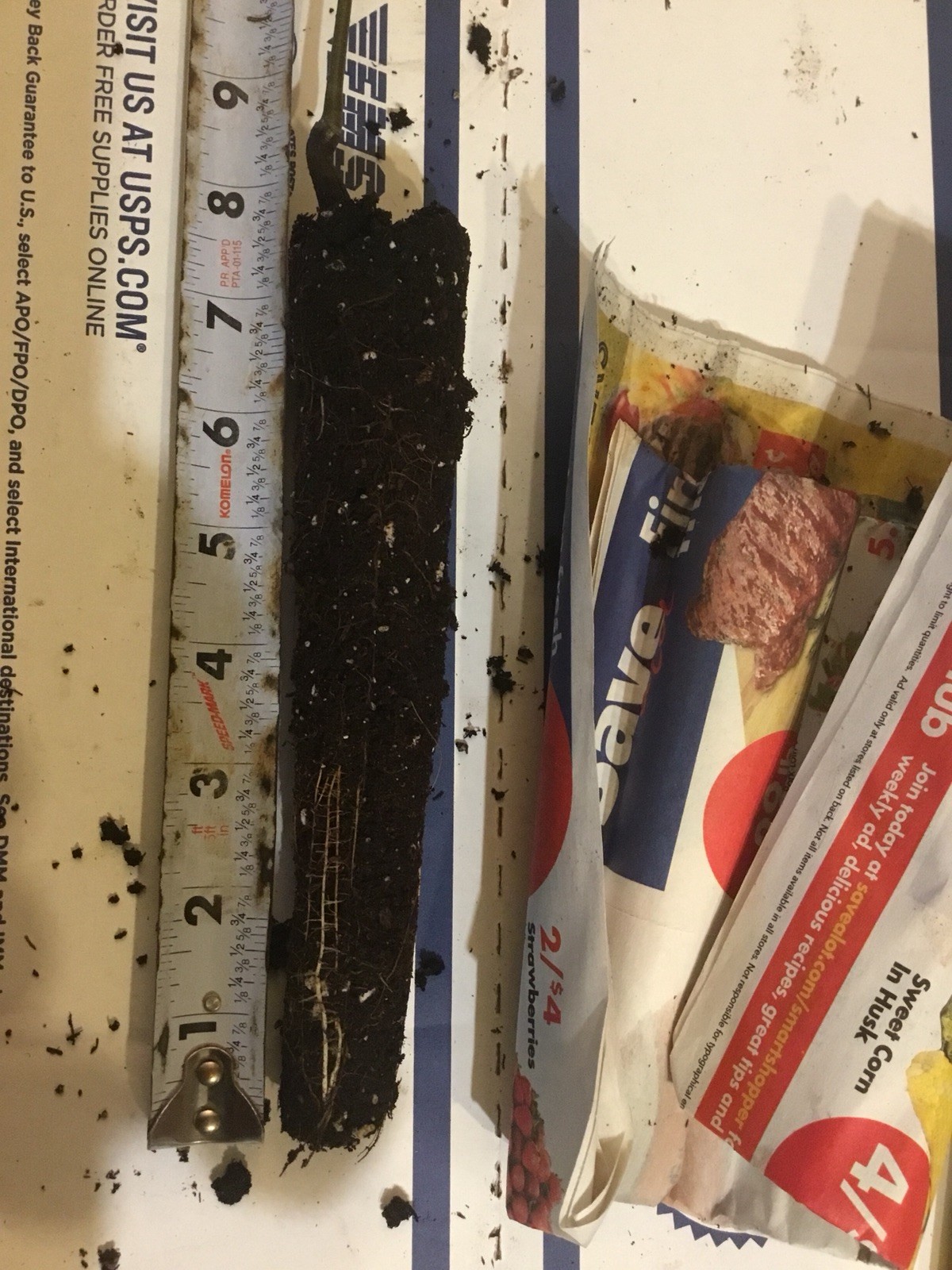 2 hybrid Asian-American Chestnut 18