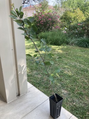 Foto dell'oggetto di un acquirente verificato