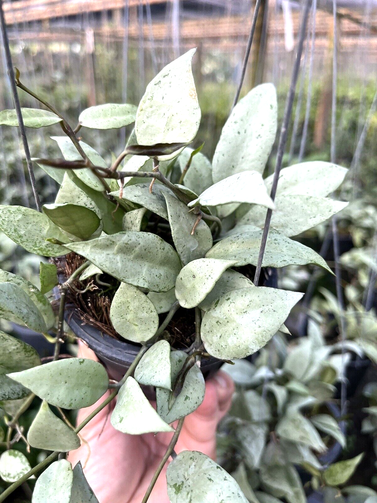 Hoya lacunosa Louisa's Silver 3.5号吊り鉢 Hoya lacunosa Silver 12