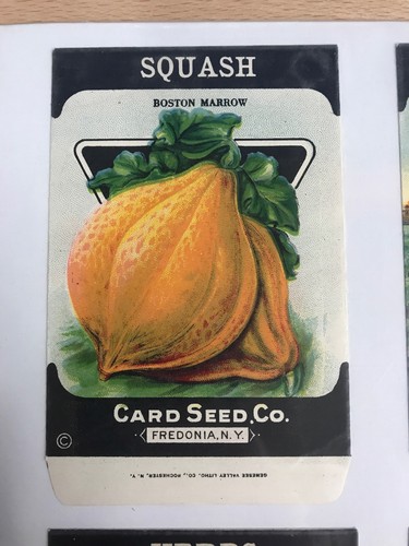 (4) Antique  ~ 1920's  ~ Card Seed Co. ~ Empty ~ Seed Packets ~ Fredonia, NY