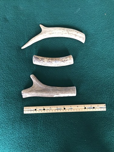 Fresh Brown Elk Antler - Knife Handles - Dog Chews - Crafts