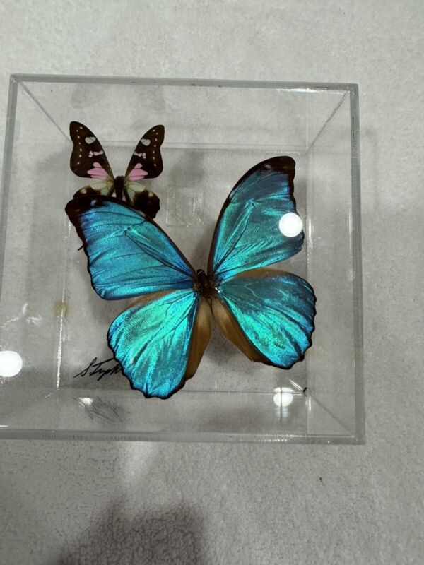 Display of 2 Butterflies Mounted In Clear Plastic Box