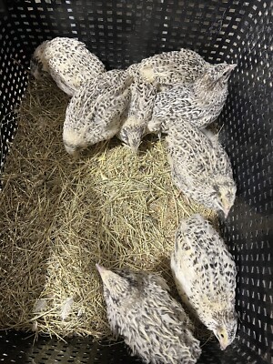 24 Hatching Eggs 12 Pearl Fee and 12 Pearl Pansy Fee Coturnix Quail