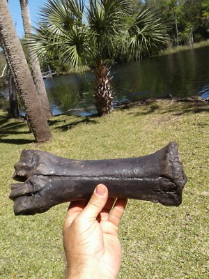 World Class Jumbo Bison Cannon Leg Bone Extinct Florida Ice Age Fossils