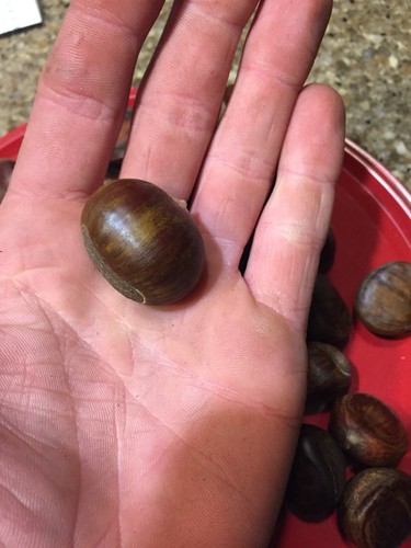 60 Medium Dunstan Chestnuts