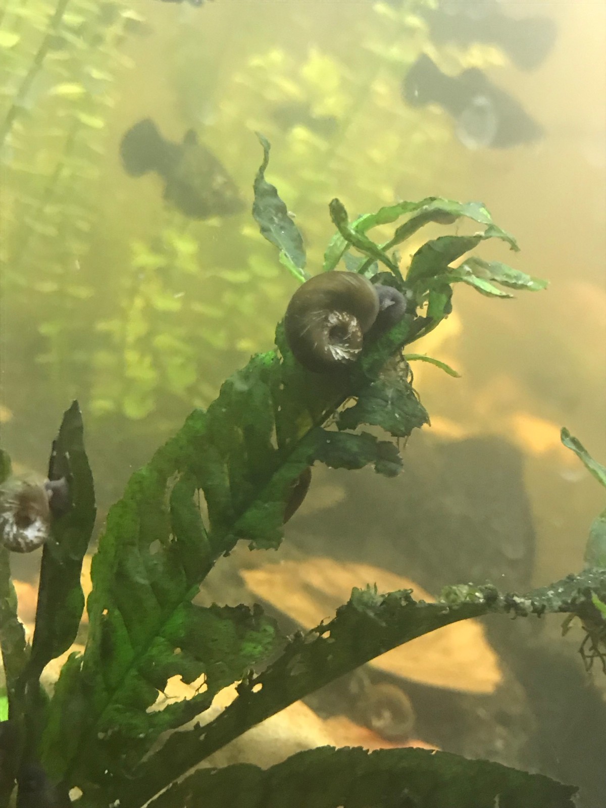 10 brown ramshorn snails + free plant clipping!