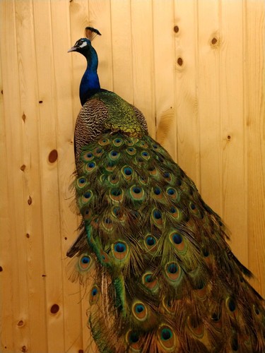 BEAUTIFUL PEACOCK BIRD MOUNT TAXIDERMY ANTLERS PHEASANT PARTRIDGE CABIN