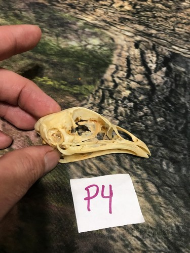 Real XL Chicken Skull Animal Bone Fowl Unique Gift Halloween Decor flea market