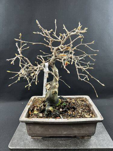 Bonsai Diospyros rhombifolia / Diamantblatt Kaki Nr. 4016