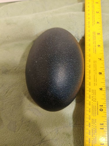 Emu Egg Shell EMPTY Blown Out Craft