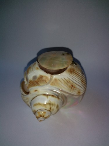 Vintage Carved Shell Fish Ink Well Glass Insert Abalone