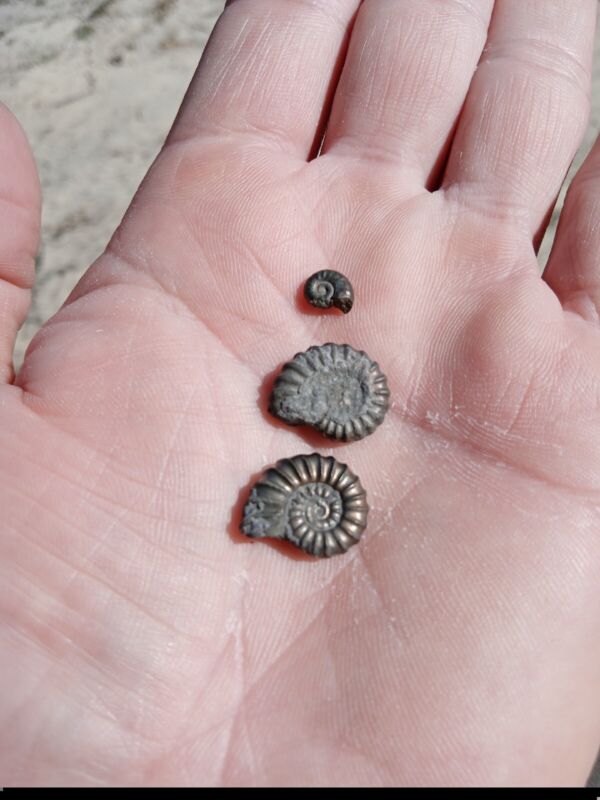 Lot of 3 Very Small Fossil Pyritized (Pyrite) Ammonites! Pretty Gold Colors. L9
