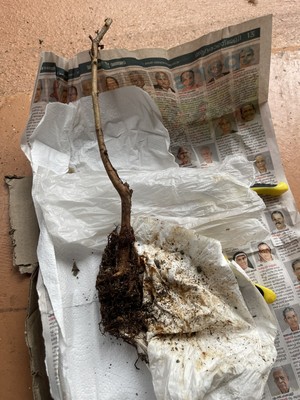 Fotos del artículo de un comprador verificado