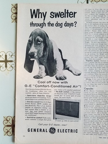 Basset Hound Dog Why Swelter Ad