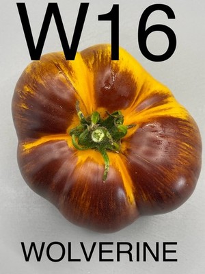 graine / seed tomate taille grosse variété WOLVERINE
