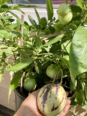 Pepino Melon Kendal Gold /Pear Sweet Cucumber 人参果 Live Plant 11''Tall With 4'' Pot