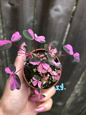 2 Best R Oxalis Images On Pholder Hotel Oxalis