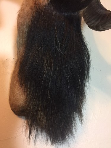 BIG HORN SHEEP TAXIDERMY SHOULDER MOUNT