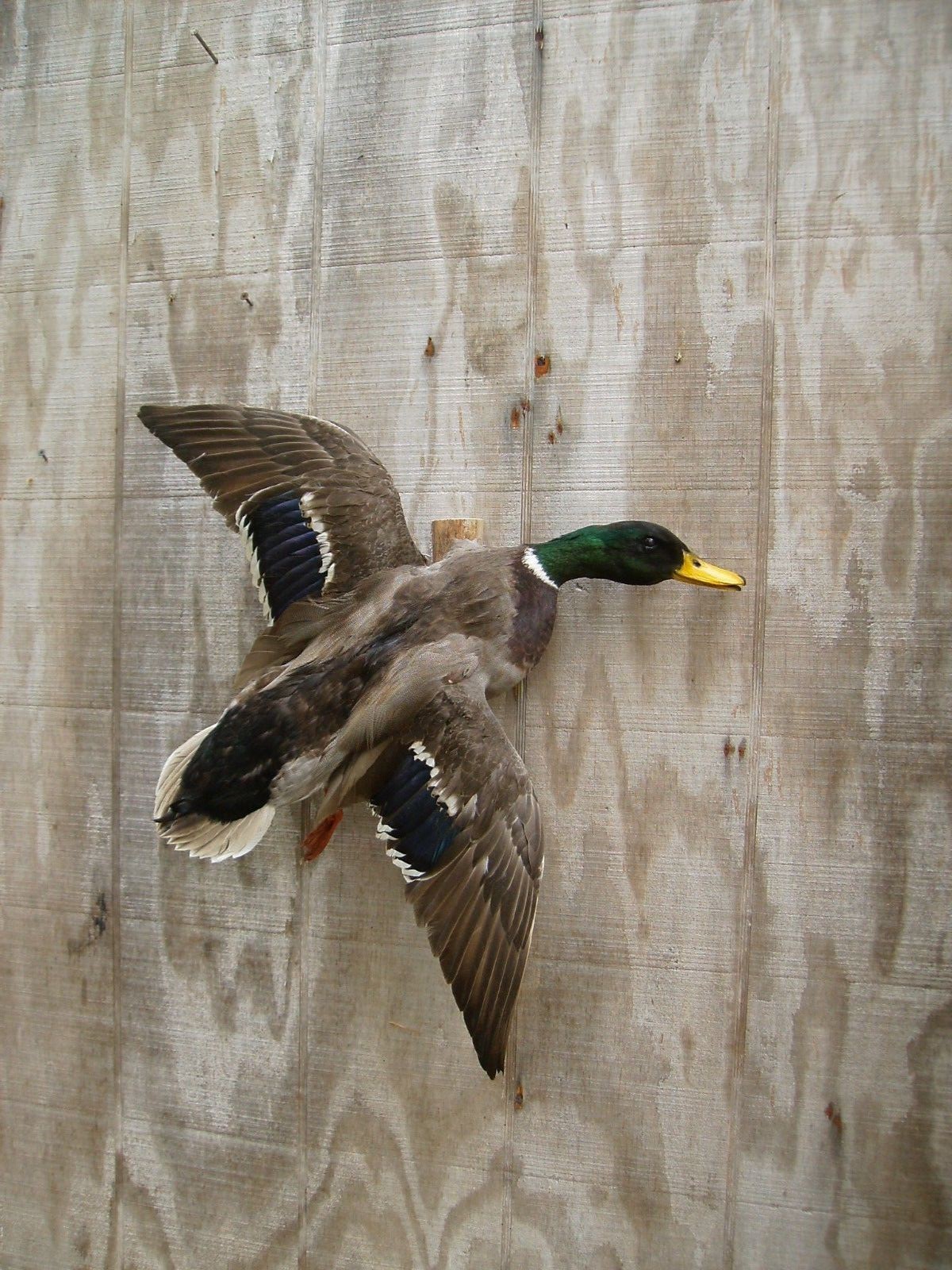 mallard drake- duck - flying right - captive bred - mount -