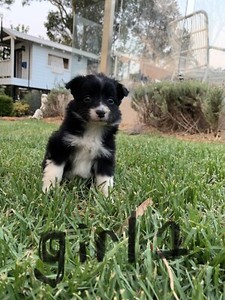 Purebred Long Haired Border Collies Dogs Puppies Gumtree