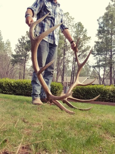 LARGE Brown Elk Antler Sheds Set Pair Deer Moose TAXIDERMY Mount Log Cabin Decor