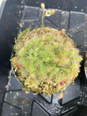 Sundew   Venus Fly Trap Carnivorous Plant Bundle Flytrap Bog garden Pot + Soil