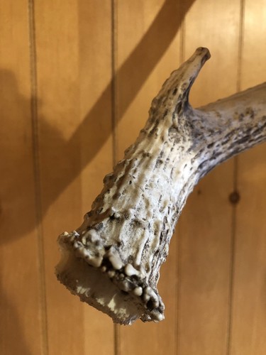 BIG WYOMING TYPICAL MULE DEER SHED ANTLER! horn craft wild BBQ Knife Cabin Decor