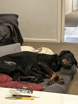 Artikelfoto(s) von einem verifizierten Käufer