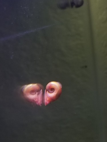 15 Ramshorn snails- algae clean up crew!Free shipping!