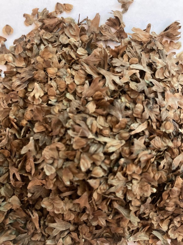 Yellow Birch Seeds Betula Alleghaniensis Tree Seeds Seed Pretreatment Grow Guide