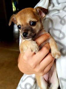 Mini Foxy X Chihuahua Dogs Puppies Gumtree Australia Gympie