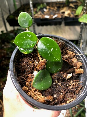 Hoya Mathilde - Rare Hoya 4'' Fully Rooted
