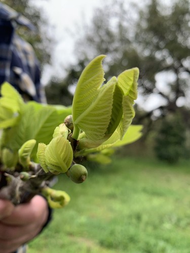 Texas Fig Cuttings 100% Best