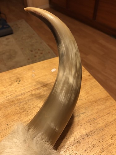 Vintage Maui Paniolo Estate Steer Horn Mount