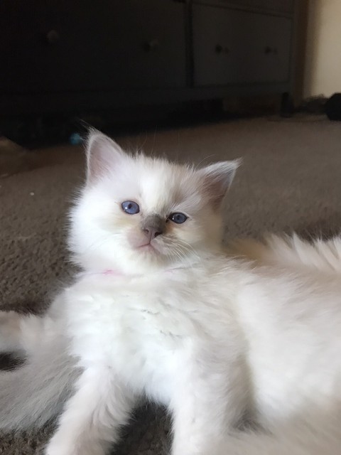 Purebred Ragdoll kitten / lilac female very rare | Cats & Kittens
