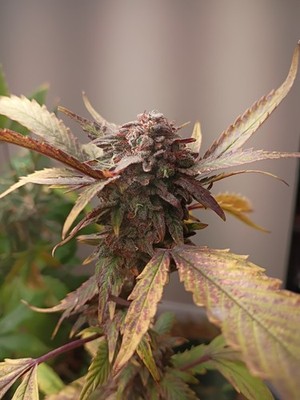 經驗證買家提供的物品圖片