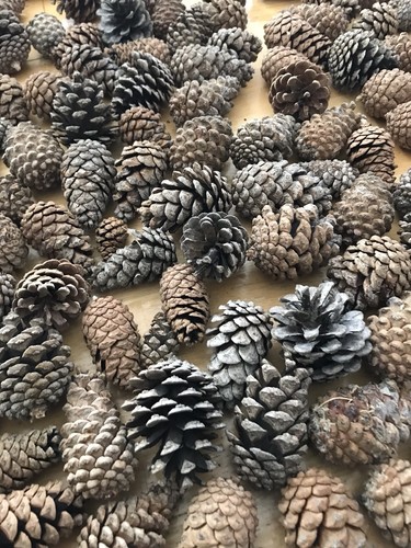 Real Pine Cones (handpicked) Batches Of 6 for crafts- 1 to 3 Inch variation