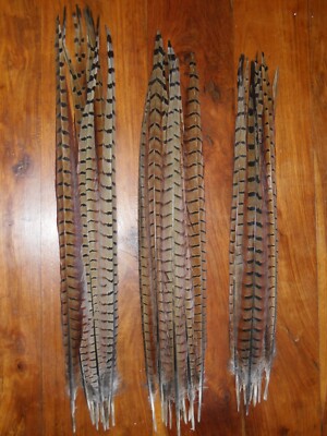 30 COCK PHEASANT TAIL FEATHERS 17"to 20" FLY TYING ART.FLORAL DISPLAY,JEWELLERY