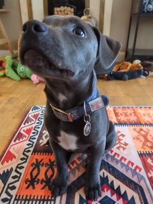 Artikelfoto(s) von einem verifizierten Käufer